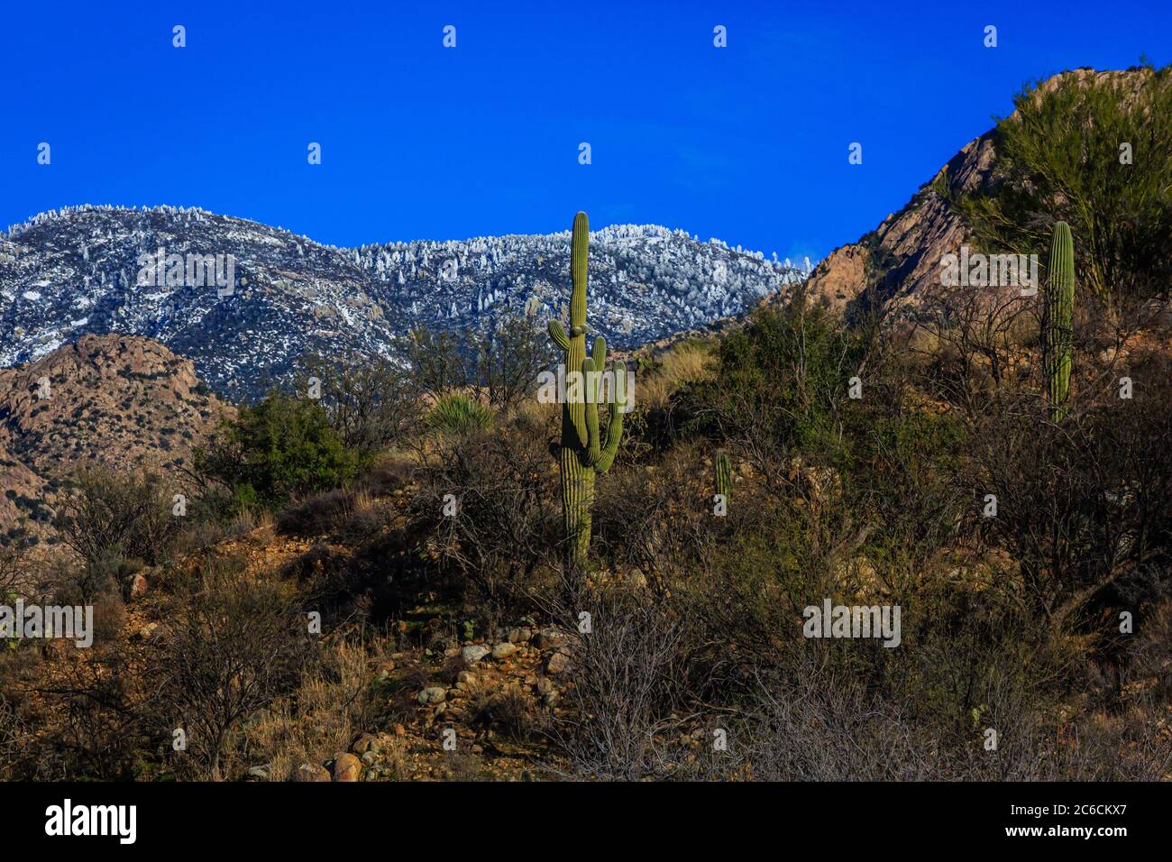 Una vista dal deserto di sonora alle innevate montagne di Santa Catalina sopra. Vicino a Tucson, Arizona. (Befor Bighorn Fire) Foto Stock