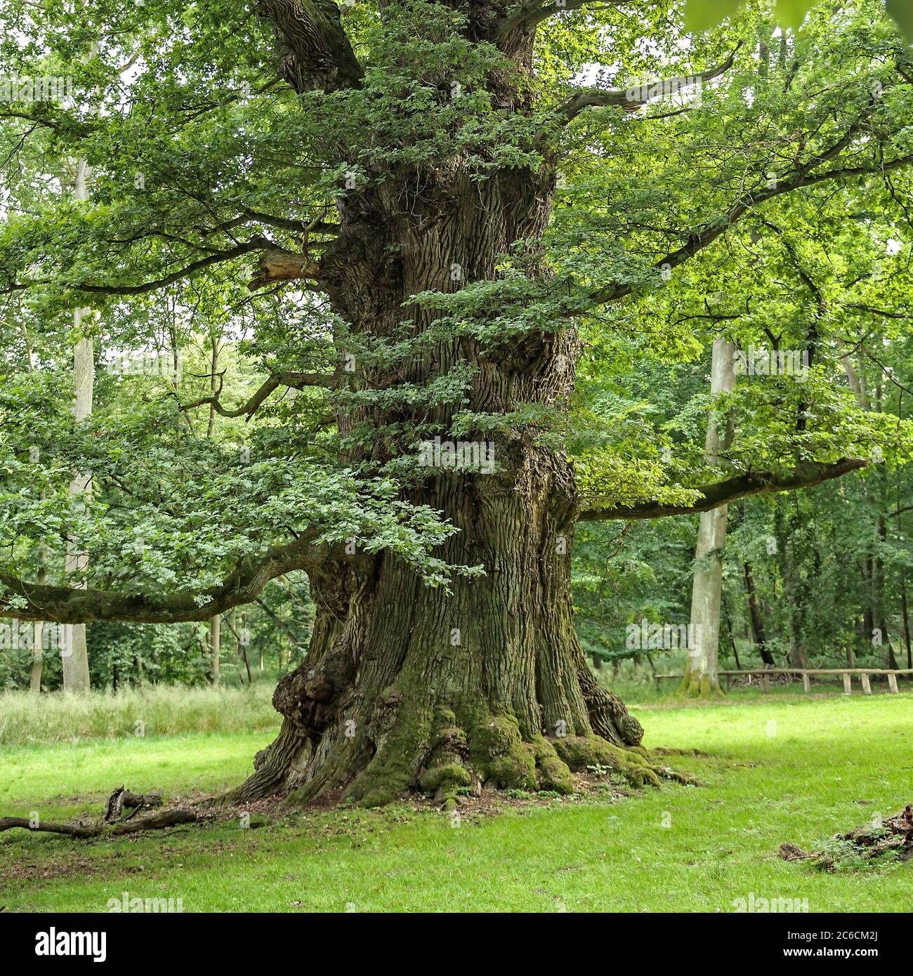 Ivenacker Eichen, Stiel-Eiche , Quercus robur, Ivenacker querce, rovere inglese, Quercus robur Foto Stock