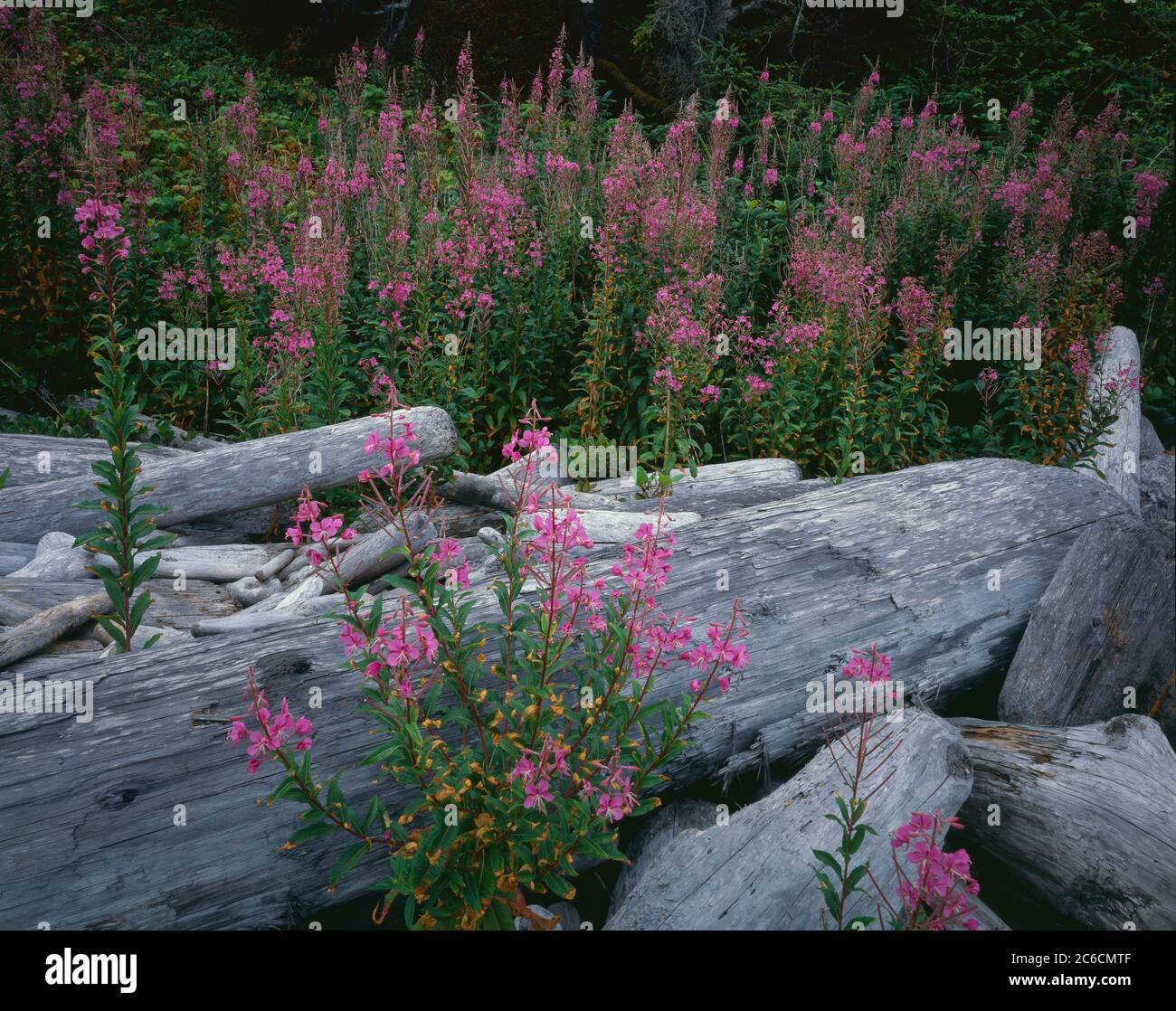 Redwood National Park (unità costiera) CA / JUL Fireweed fiorisce tra cumuli di driftwood lungo Hidden Beach. Foto Stock