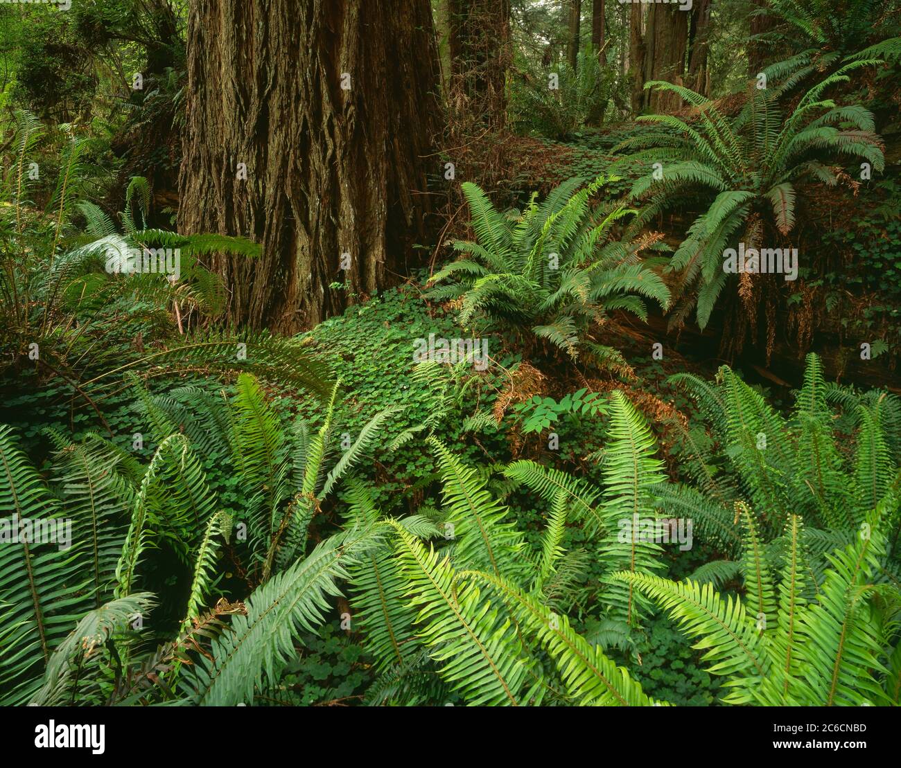 Prairie Creek Redwoods state Park CA / GIUGNO UN tronco solcato di un albero di sequoia maturo si erge in mezzo a un gruppo di felci di spade verdi di primavera. Foto Stock