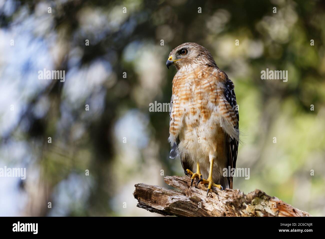 Un bel falco a spalla rossa (Buteo lineatus) si trova su un arto morto dell'albero mentre si avvicina il tramonto. Foto Stock
