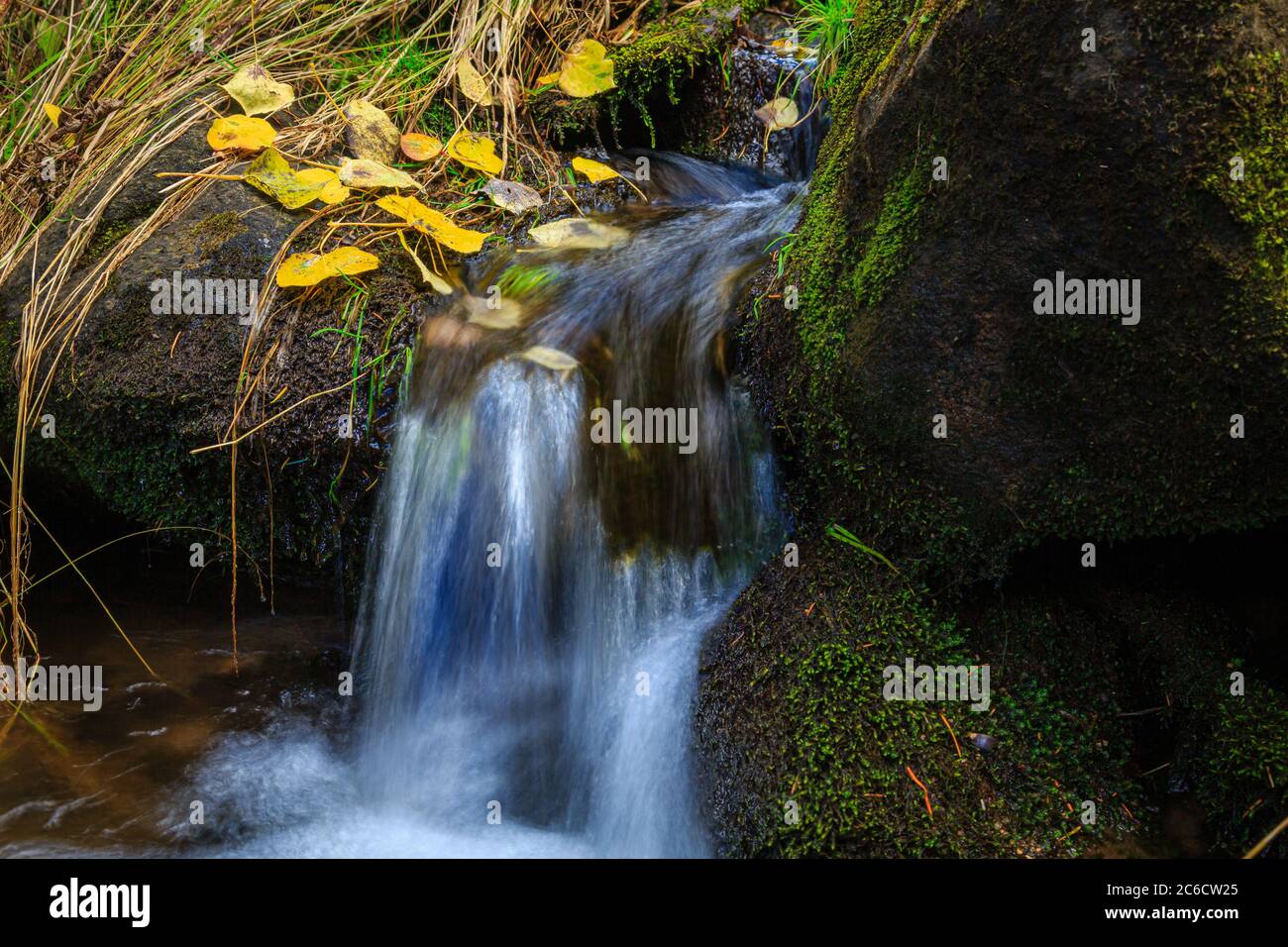 Le foglie di Aspen decorano una cascata per l'autunno. Monte Graham vicino a Safford, Arizona Foto Stock