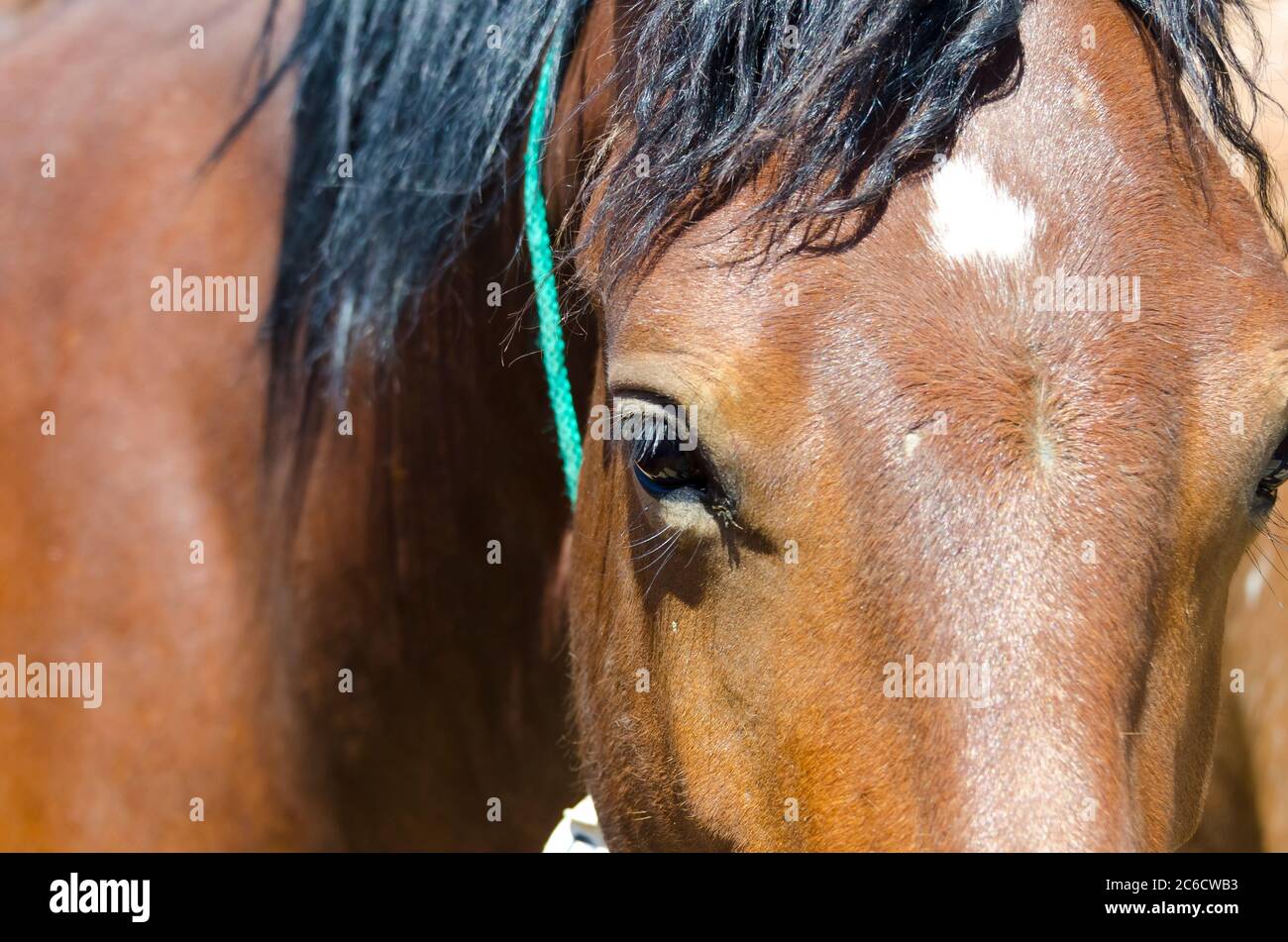 Cavalli selvatici Mustang catturati e tenuti in penne, a BLM Wild Horse Corrals, Hines, Oregon, USA Foto Stock