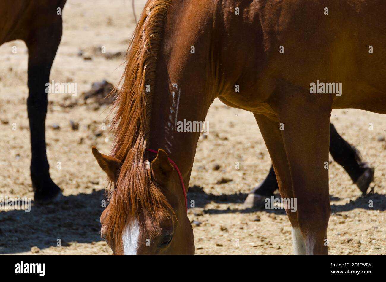 Cavalli selvatici Mustang catturati e tenuti in penne, a BLM Wild Horse Corrals, Hines, Oregon, USA Foto Stock