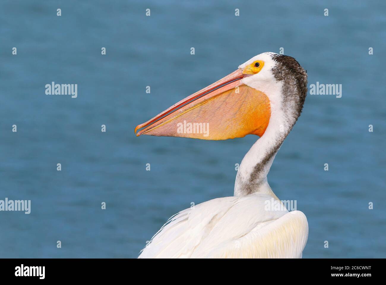 Un profilo laterale di una borsa e di una fattura del White Pelican americano. Foto Stock