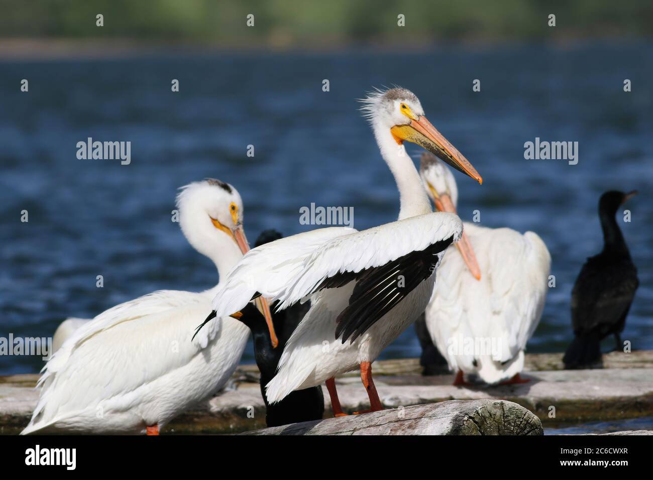 Un ambiente di pelicans bianchi americani che si addrano mentre si siedono su grandi tronchi galleggianti in un lago con una costa lontana. Foto Stock