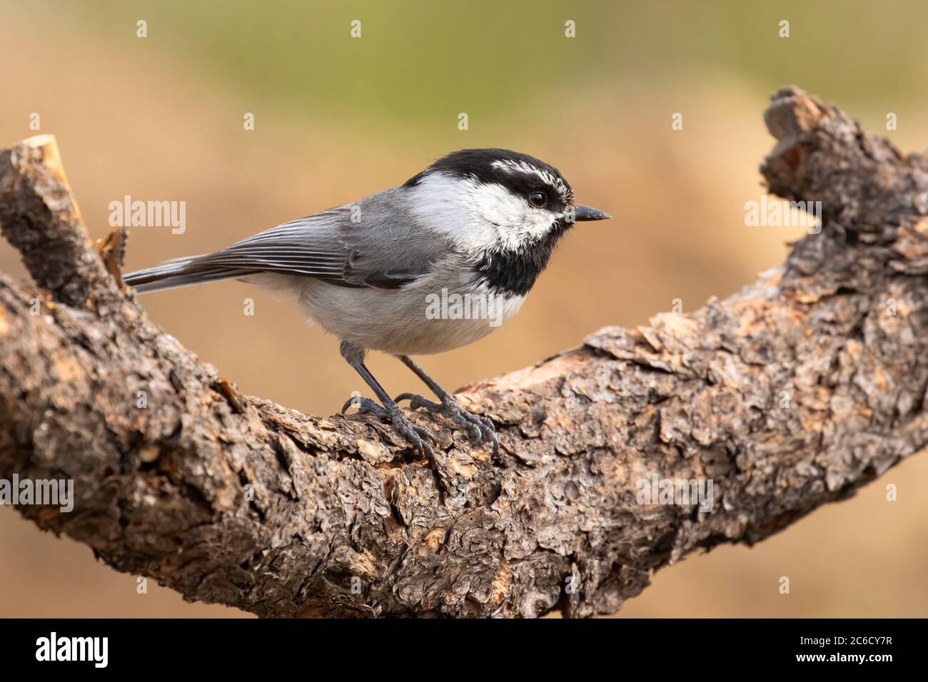 Mountain Chickadee (Poecile Gambeli), Cabin Lake Viewing Blind, Deschutes National Forest, Oregon Foto Stock