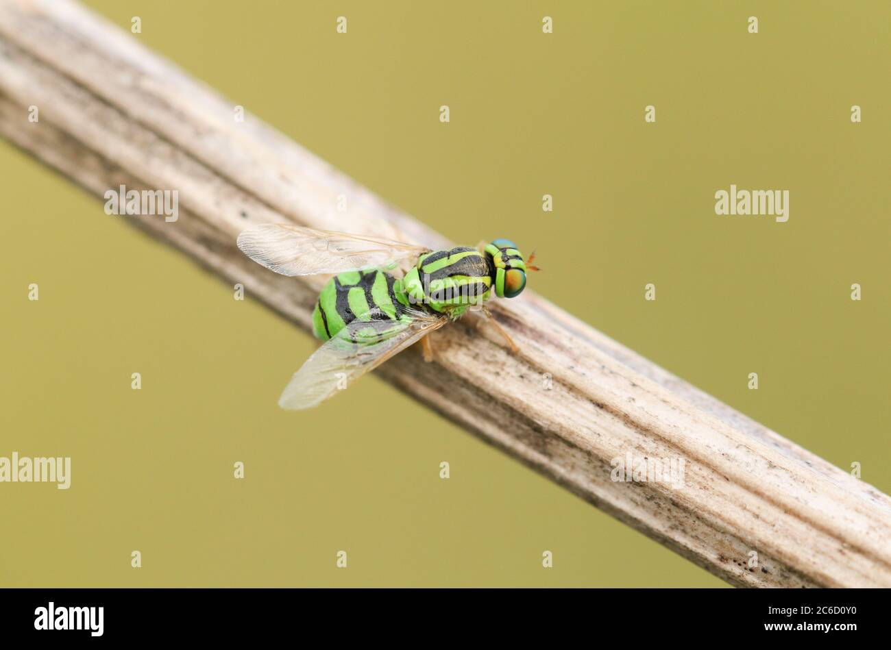 Una minuscola Soldier Fly a tre foderati, Oxycera trilineata, che si infila su un fusto di pianta. Foto Stock