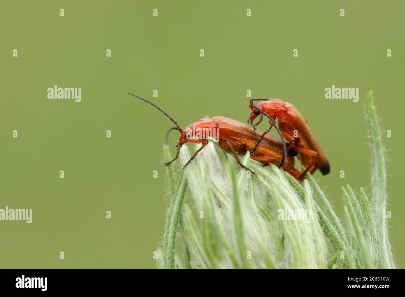 Un accoppiamento di bel soldato rosso comune Beetle, Rhagonycha fulva, che perching su una pianta. Foto Stock