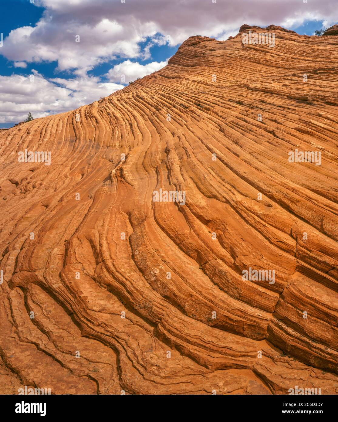 Pietra arenaria, Grand Staircase-Escalante monumento nazionale, Utah Foto Stock