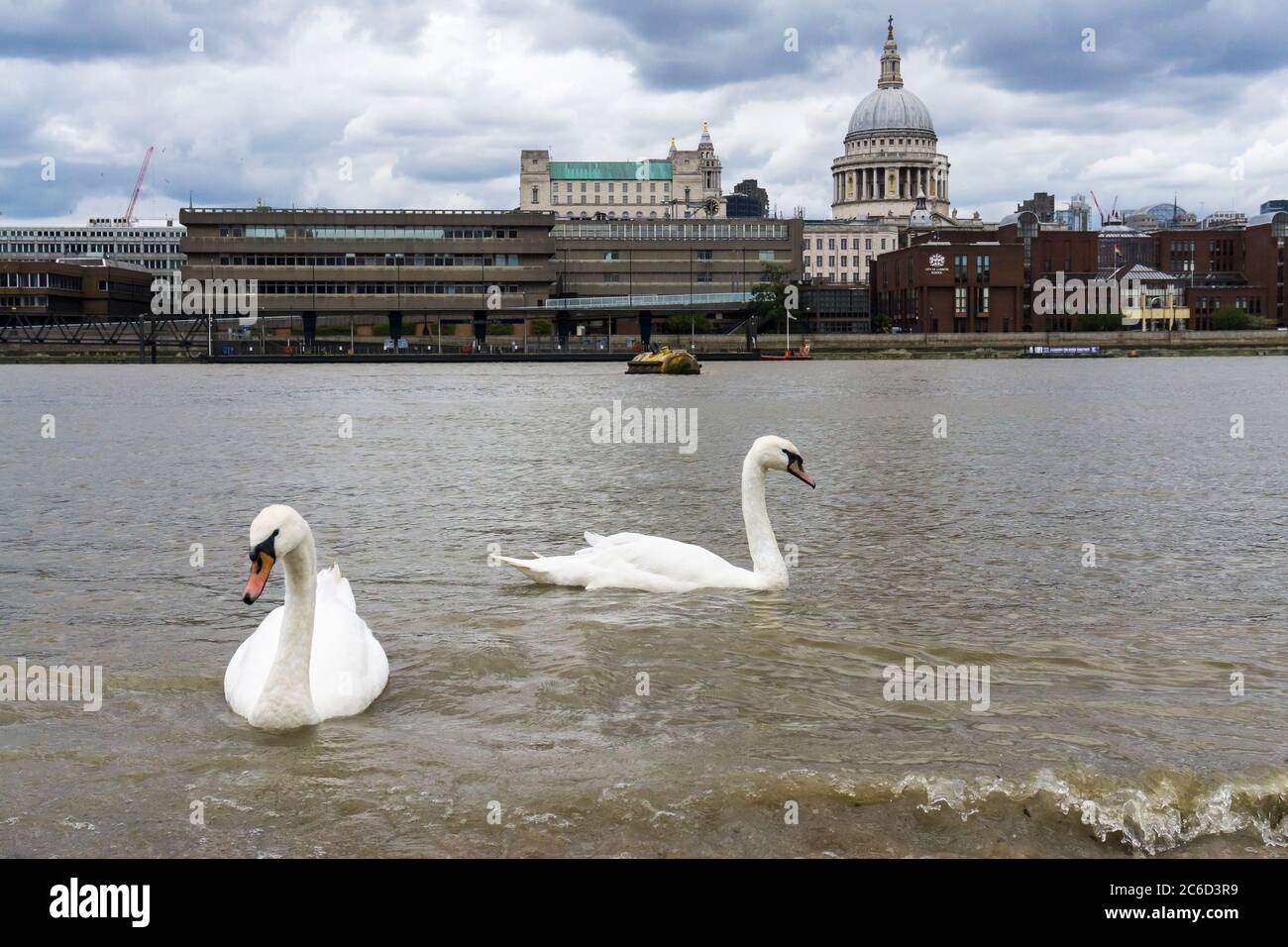 Un paio di cigni che nuotano nel Tamigi a Bankside di fronte alla Cattedrale di St Paul, Londra Foto Stock