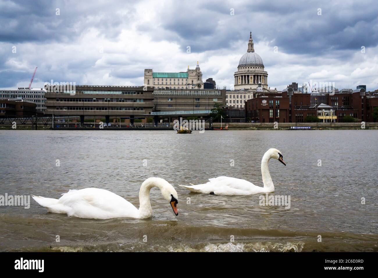 Un paio di cigni che nuotano nel Tamigi a Bankside di fronte alla Cattedrale di St Paul, Londra Foto Stock
