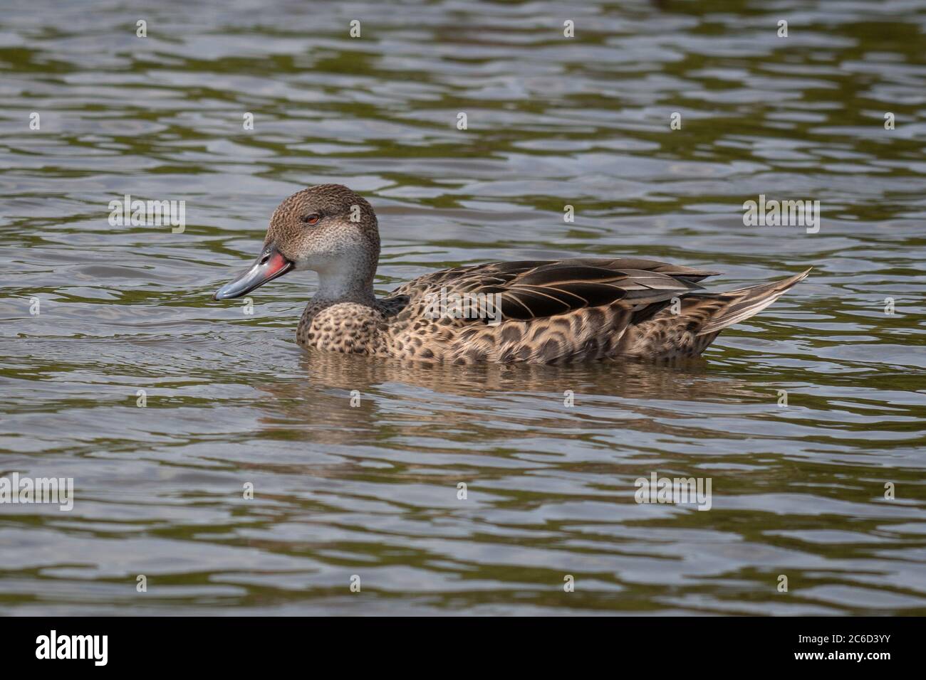 Profilo ritratto di una pinaca bianca che nuota su un lago senza altri uccelli in vista Foto Stock