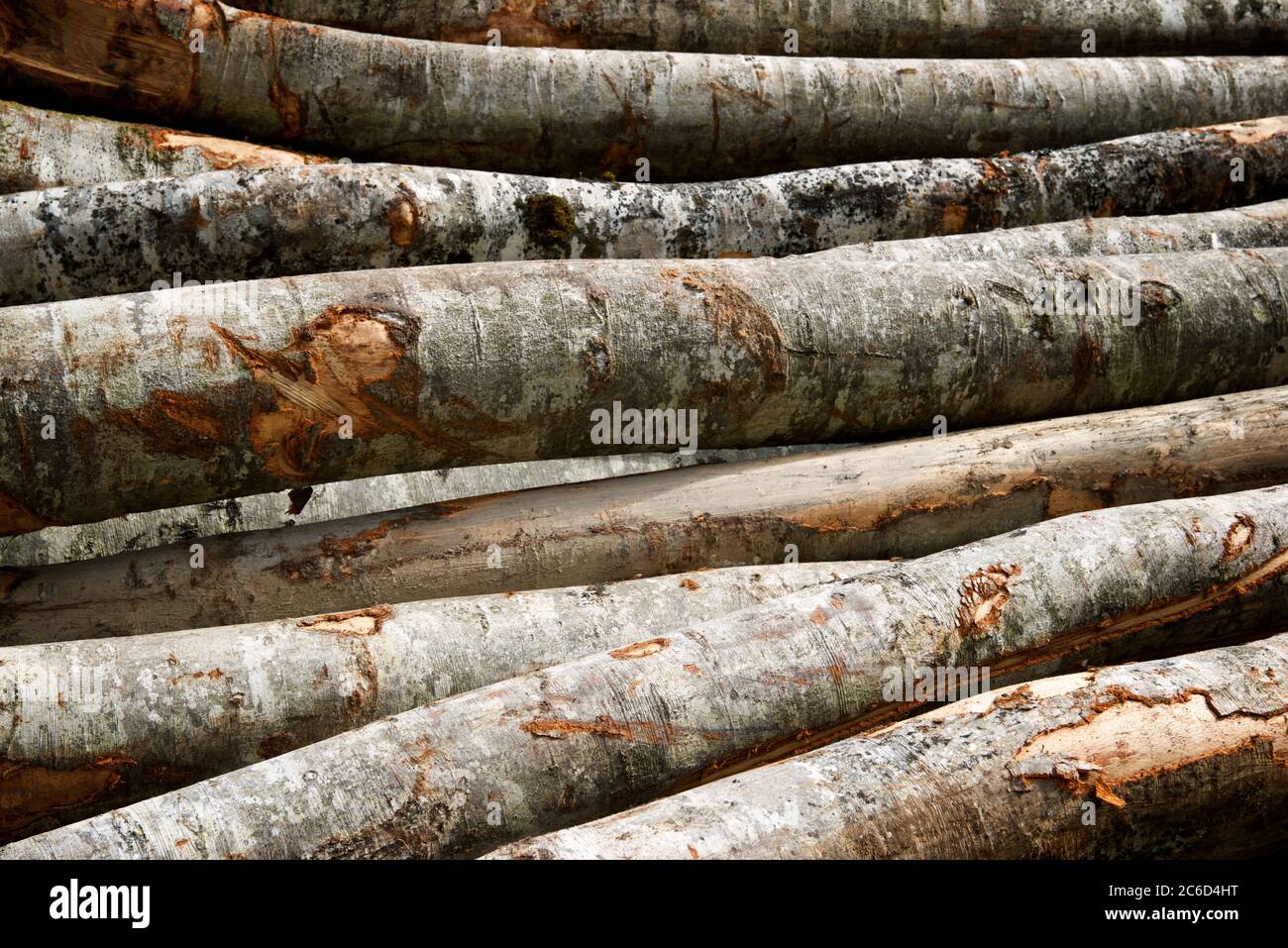 I lavori forestali nei Pirenei, Francia. Foto Stock