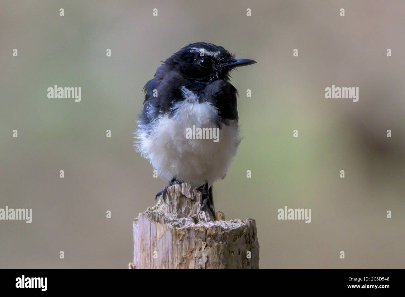 Willie Waggtail uccello di fronte su in piedi su un ceppo di albero Foto Stock