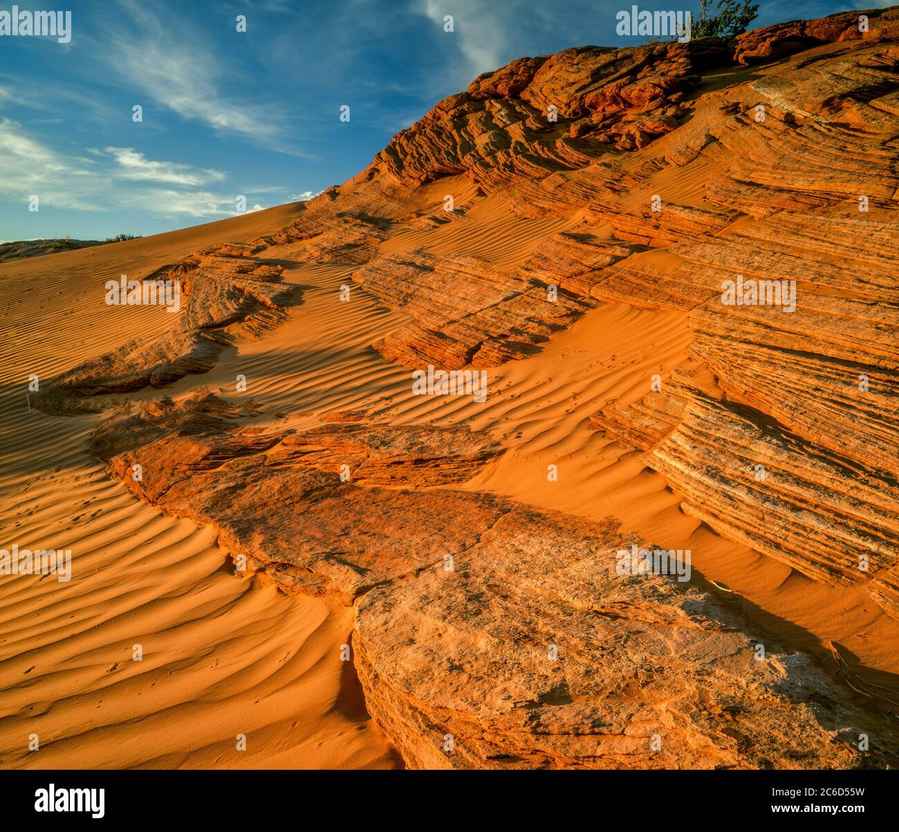 Pietra arenaria, dune di sabbia, Grand Staircase-Escalante National Monument, Utah Foto Stock