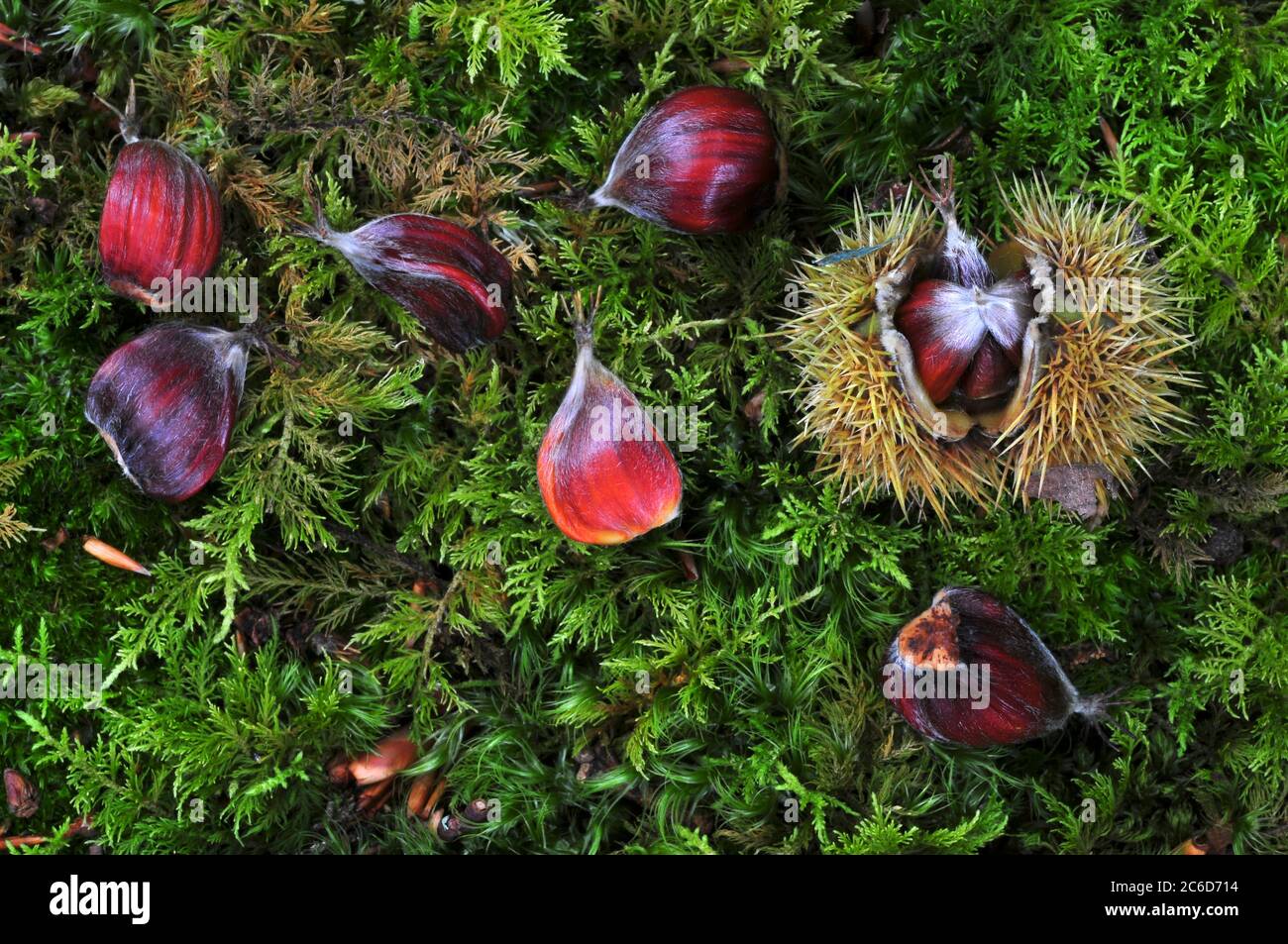 castagne dolci caduti dall'albero sul muschio Foto Stock