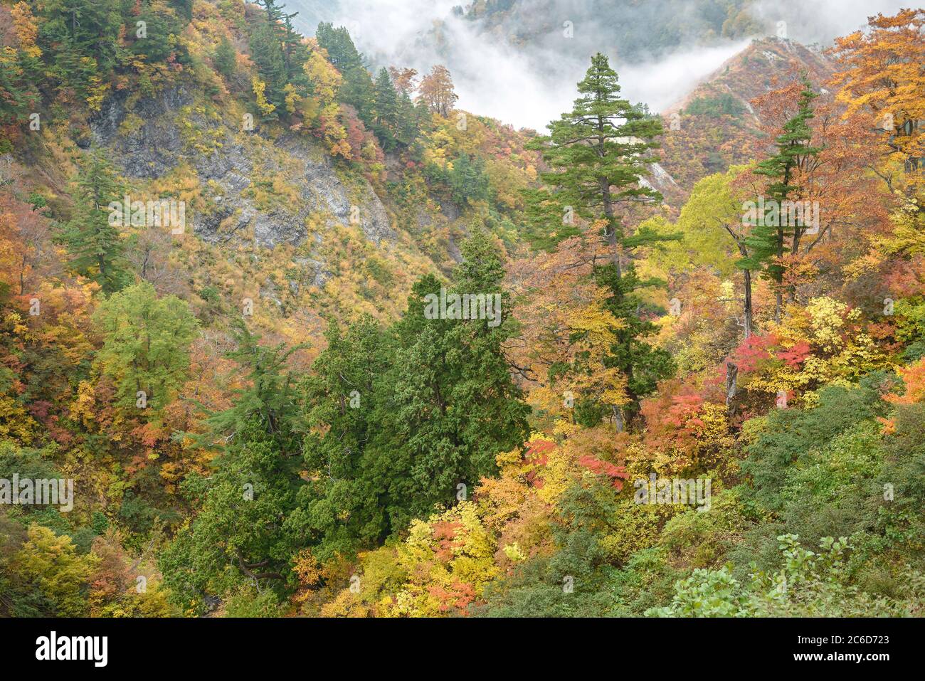 Parco Nazionale di Hakusan, Maedchen-Kiefer , Pinus parviflora, Ahorn, Acer, Parco Nazionale di Hakusan, pino ragazza, Pinus parviflora, acero, Acer Foto Stock