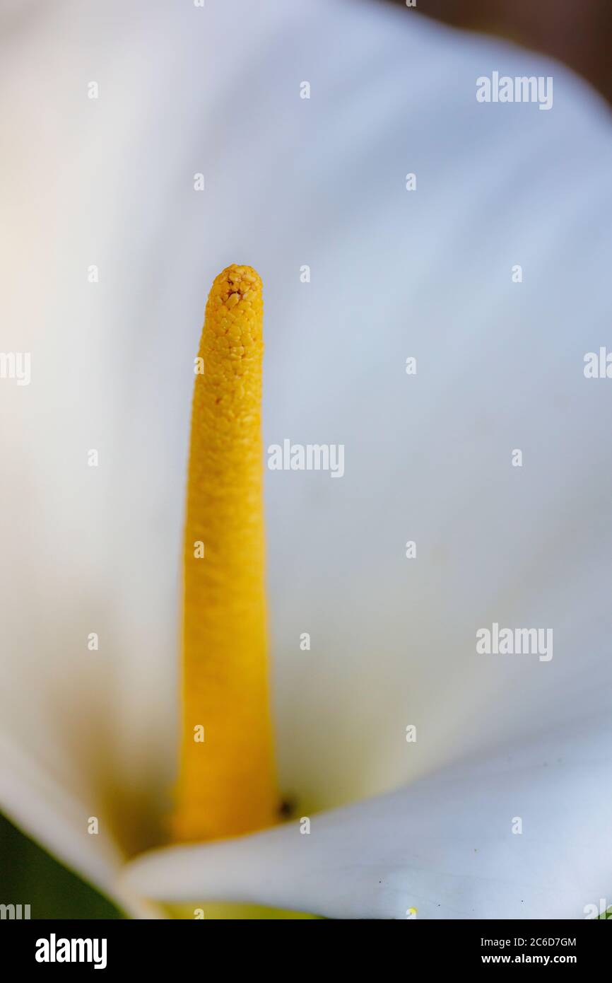 centro giglio arum Foto Stock