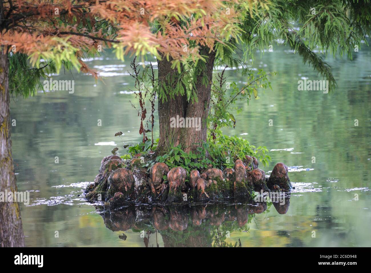 Sumpfzypresse, Taxodium distichum, Cypress, Taxodium distichum Foto Stock