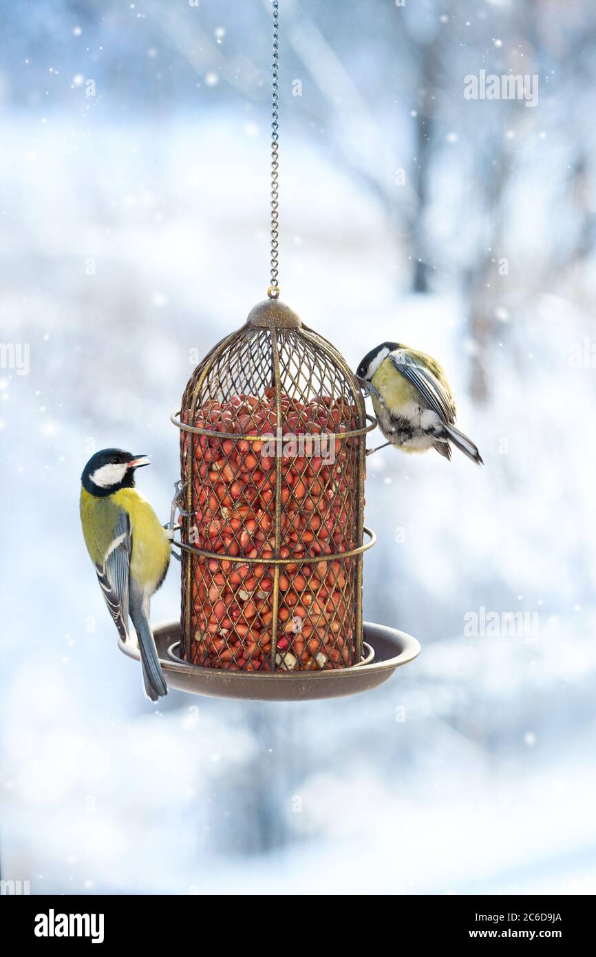 Due grandi tette mangiano il cibo da un alimentatore appeso in una giornata invernale innevata. Aiuta gli uccelli a sopravvivere in inverno. Alimentatore con arachidi grezze. Foto Stock
