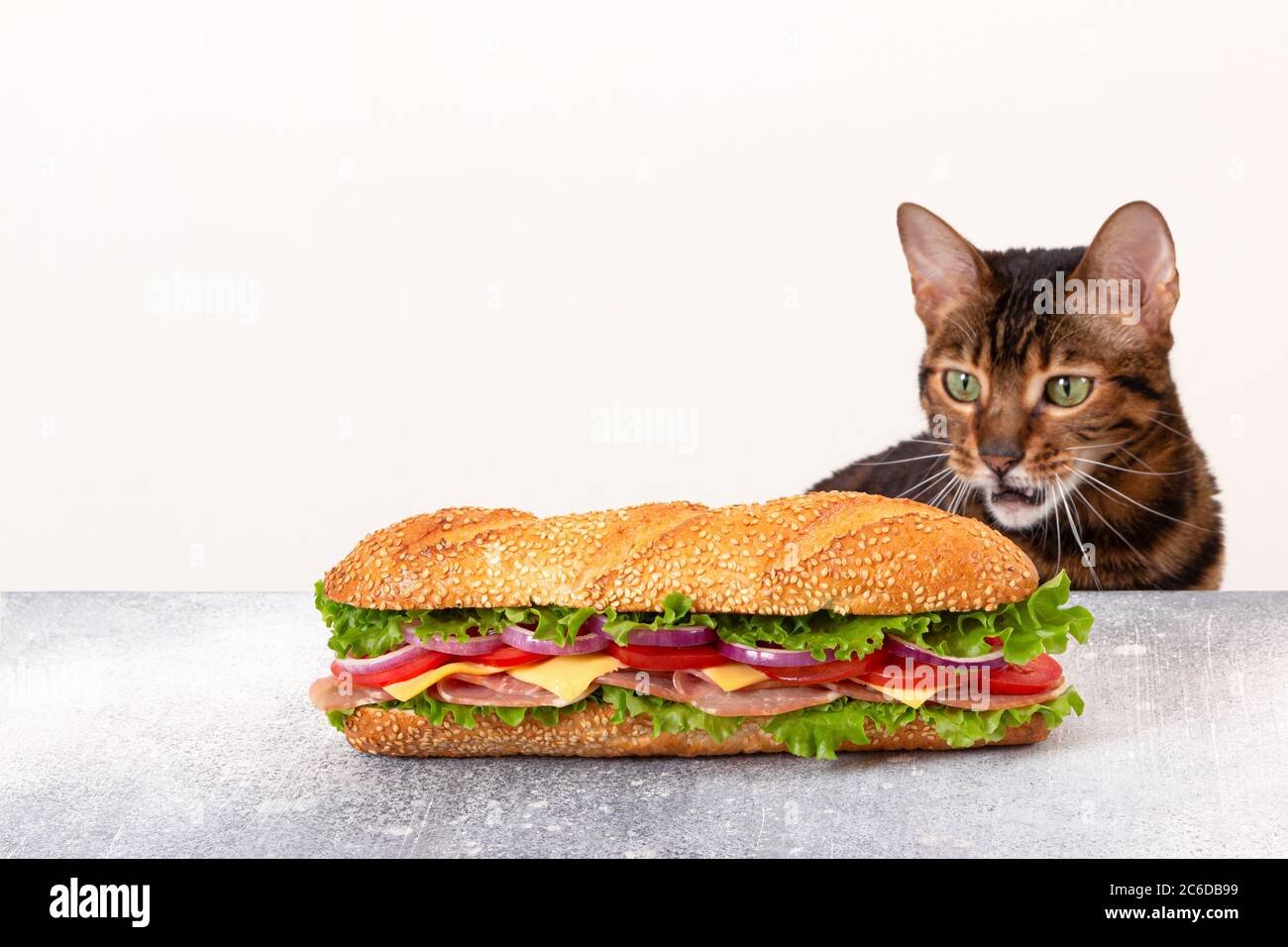 Cat guarda un panino enorme con un look sconcertato e sorpreso. Il concetto di alimentazione impropria degli animali domestici. Gluttonia. Mangiare in binge. Fast food. Impred Foto Stock