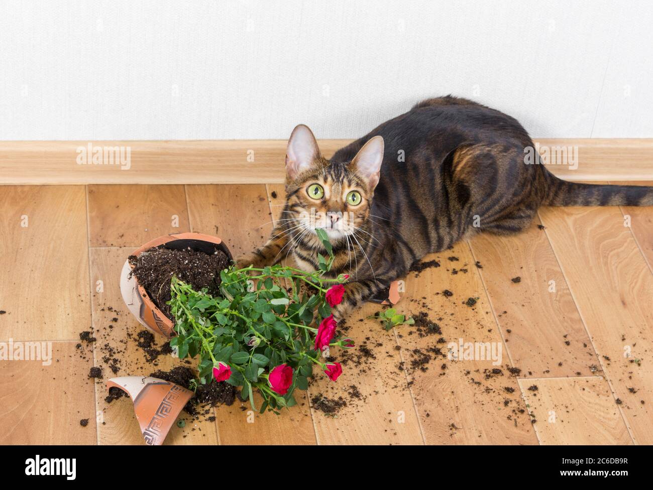 Il toyger domestico di razza del gatto ha caduto e rotto la pentola del fiore con le rose rosse e sembra colpevole. Concetto di danno da animali domestici. Foto Stock