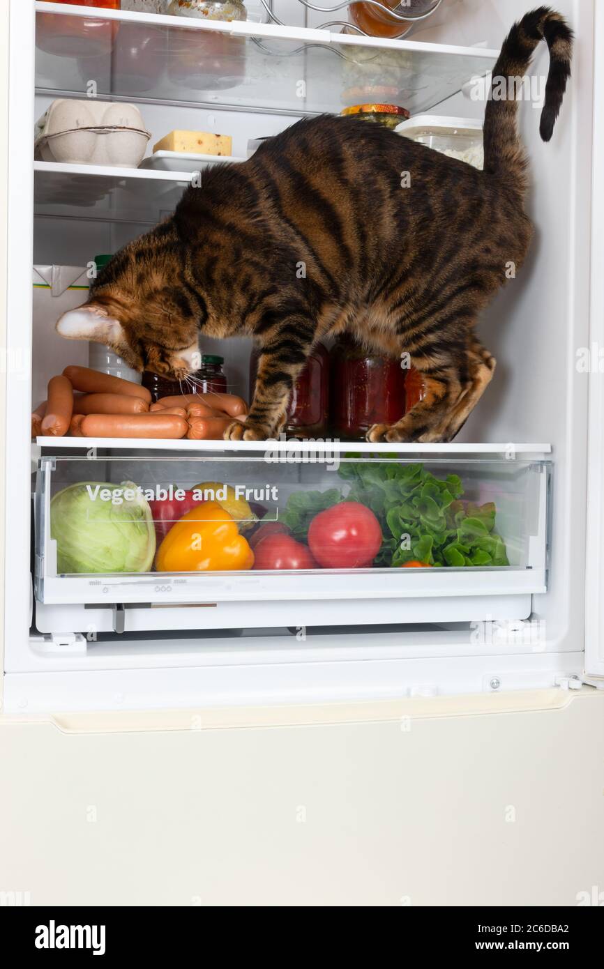 Il gatto in frigorifero ruba la salsiccia a casa Foto Stock