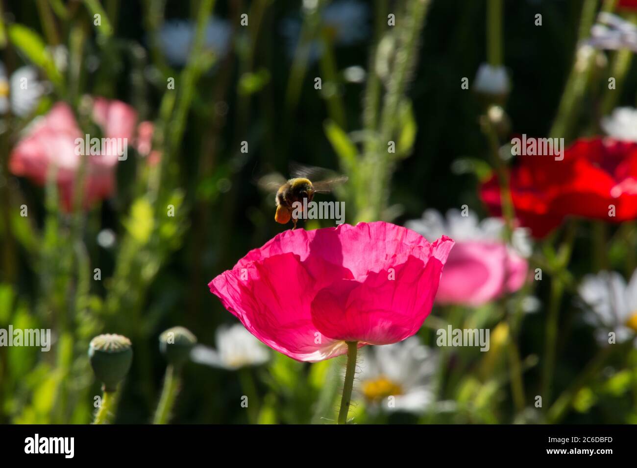 Una ape con sacchi di polline sulle gambe sorpassa su un fiore di papavero Foto Stock