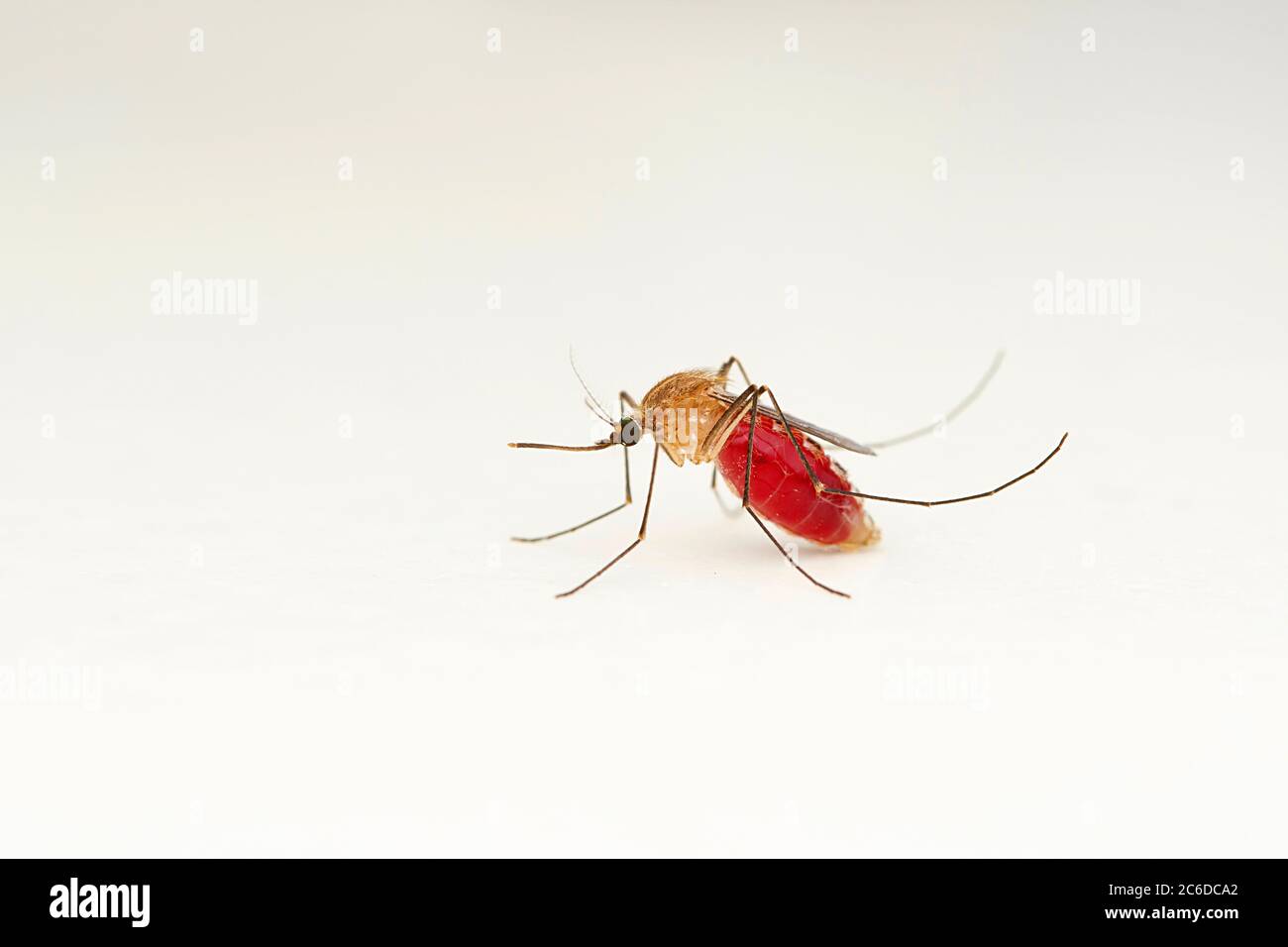 Zanzara femminile, complesso Anopheles gambiae, Satara, Maharashtra, India. Parassita vettore di malaria Foto Stock