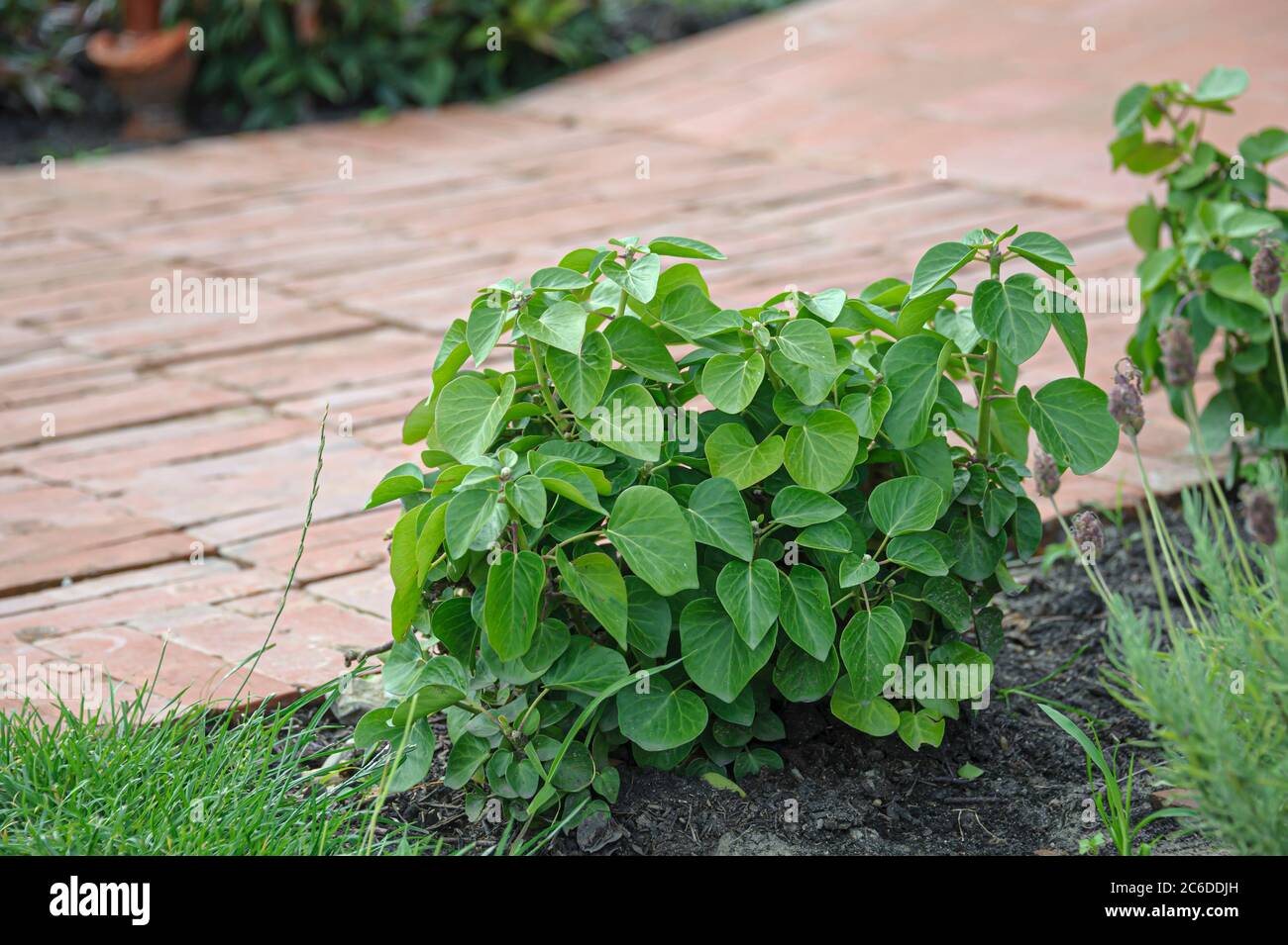 Strauch-Efeu, Hedera hibernica Arbori Compact, Bush Ivy, Hedera hibernica Arbori Compact Foto Stock