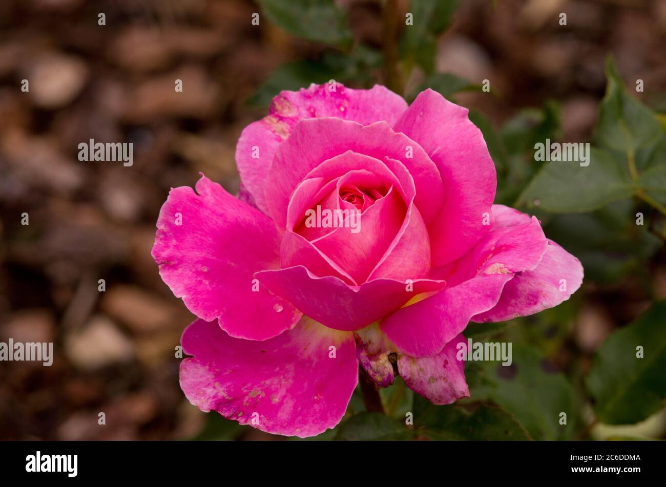 Rose Audrey Wilcox Foto Stock