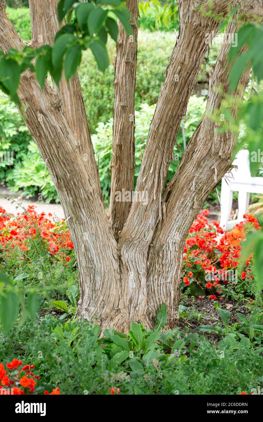 Sieben Soehne des Himmels-Strauch, Heptacodium miconioides, sette figli di cespuglio cielo, Heptacodium miconioides Foto Stock