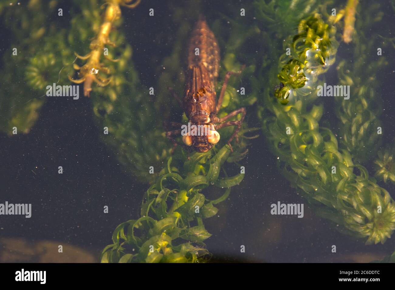 Ninfa Dragonfly in un giardino stagno respirando aria prima di emergere Foto Stock
