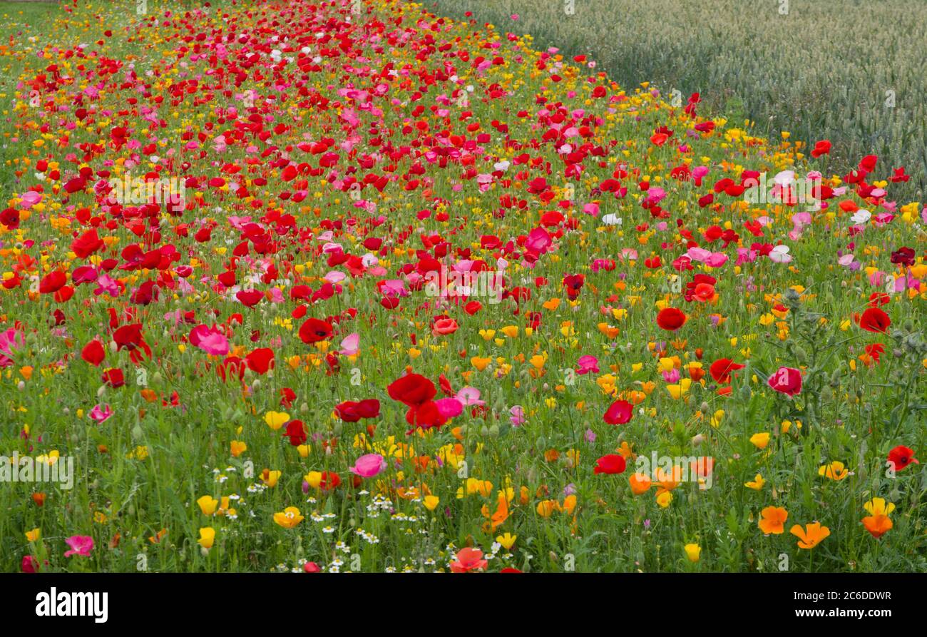 Ginocchia ventilate Giardini misto papavero letto Foto Stock