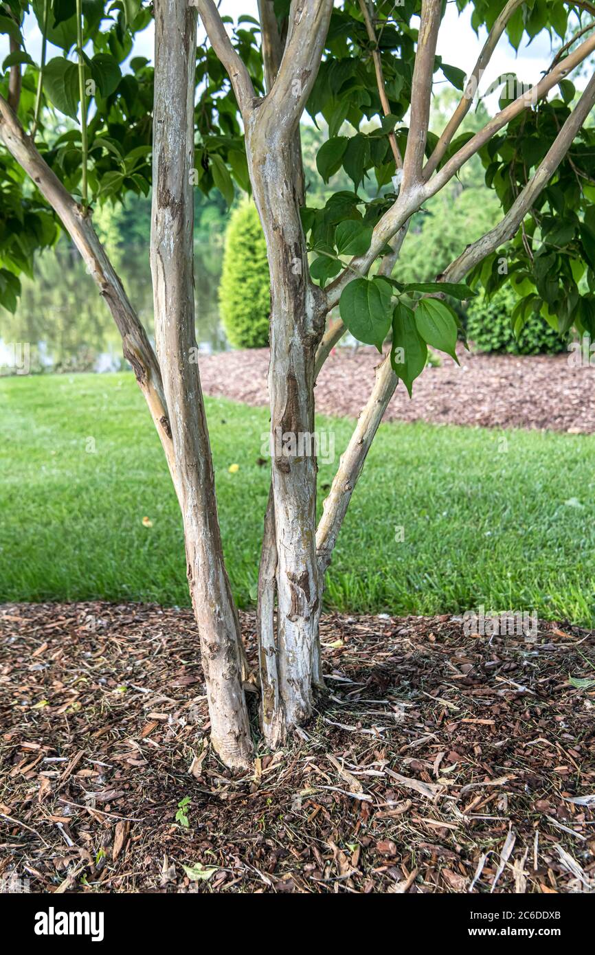 Sieben Soehne des Himmels Strauch, Heptacodium miconioides TEMPIO DELLA FIORITURA, sette figli del cielo arbusto, Heptacodium miconioides TEMPIO DELLA FIORITURA Foto Stock