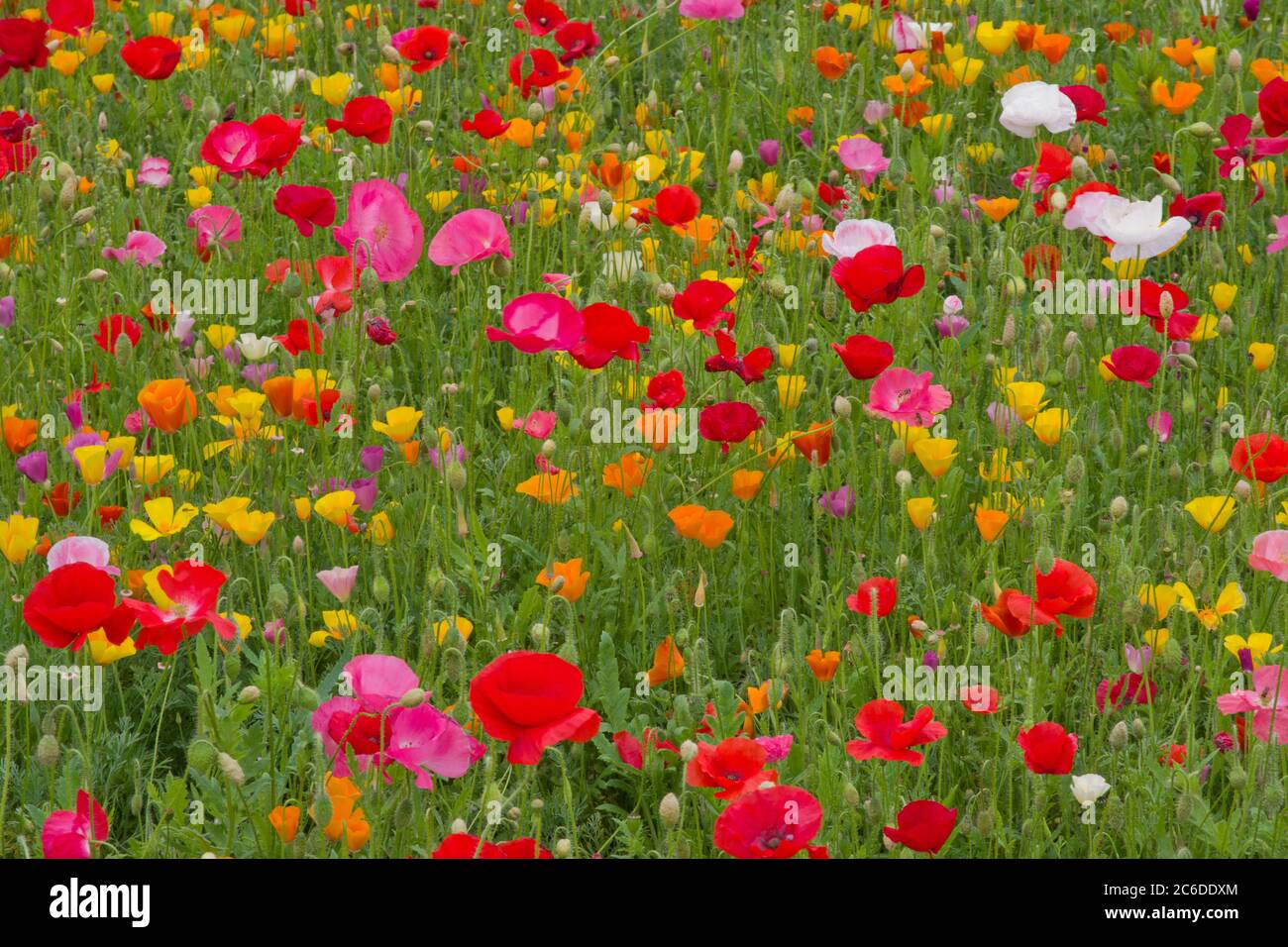 Ginocchia ventilate Giardini misto papavero letto Foto Stock