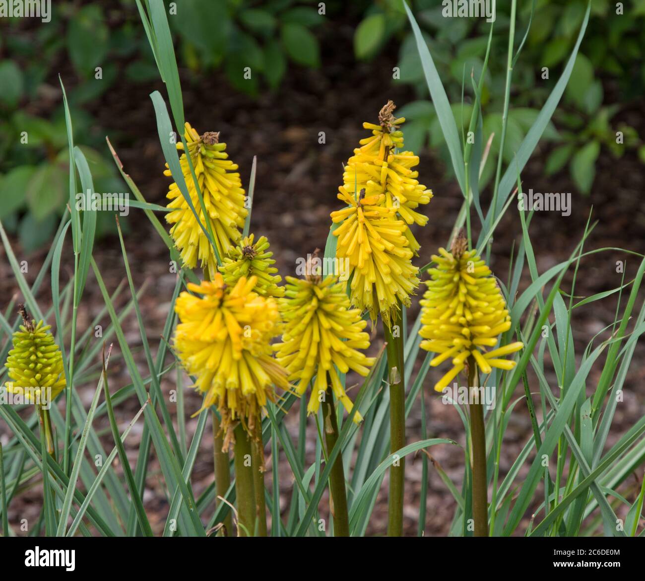 Kniphofia "Tetbury Torch" Foto Stock