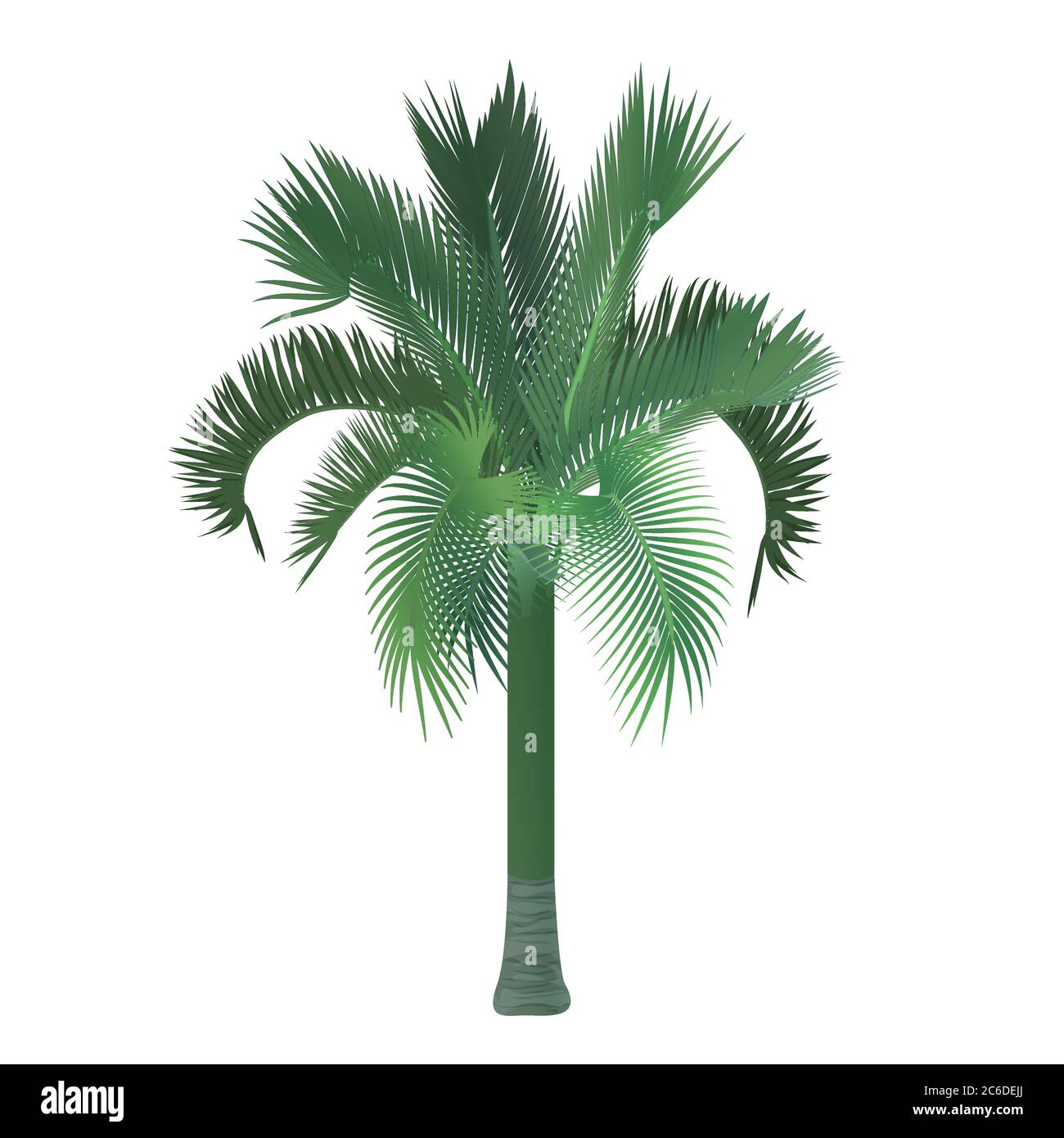 Vettore tropicale esotico alto dettagliato palma isolato Illustrazione Vettoriale