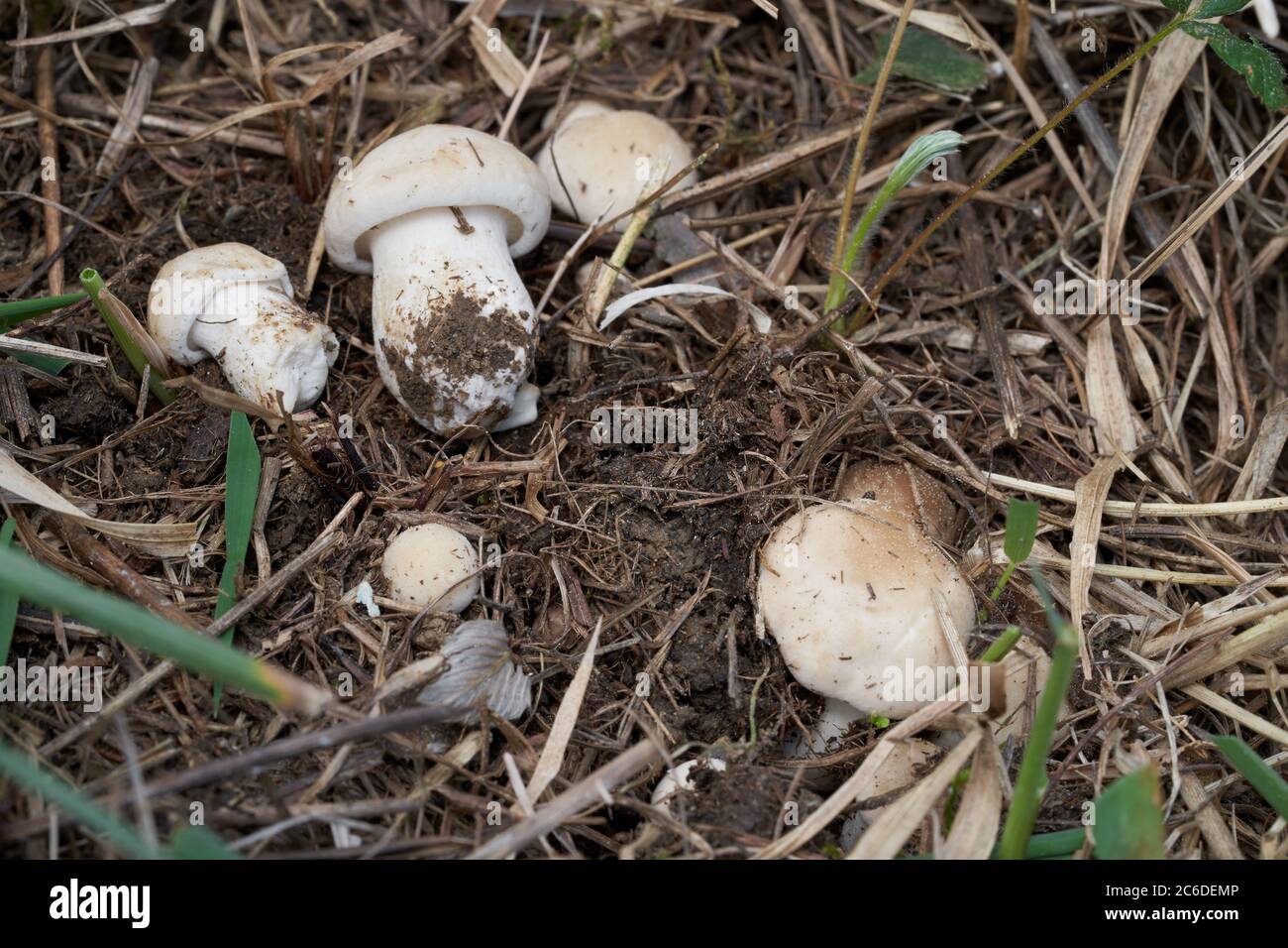 Funghi commestibili Calocibe gambosa nel prato, noto come fungo di San Giorgio. Gruppo funghi bianchi-cremosi colorati che crescono in erba in primavera. Foto Stock