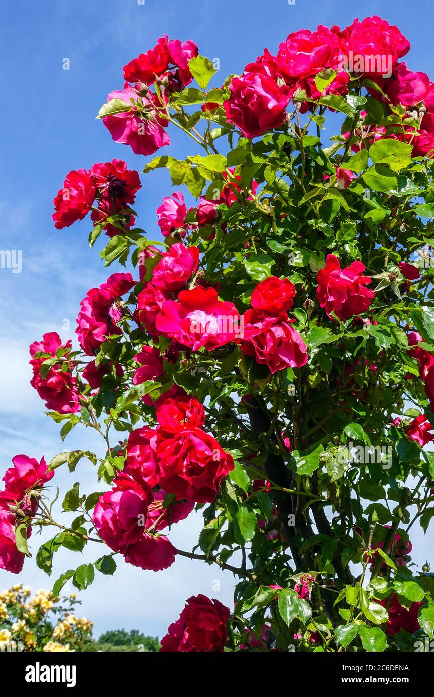 Arbusto rosso rose Rosa Hamburger Phoenix arbusto arrampicata in giardino Foto Stock
