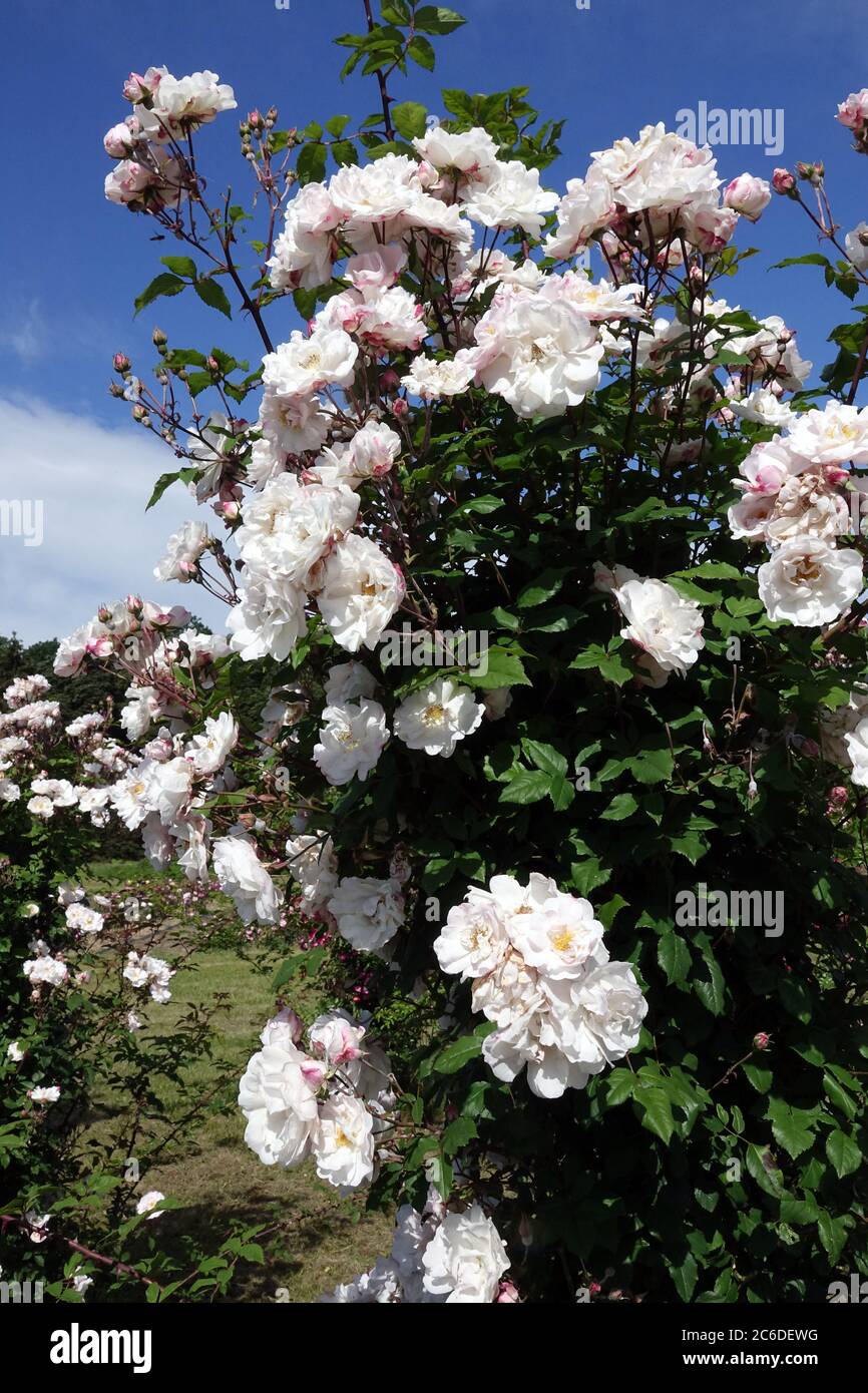 Rosa bianca che arrampica rose fiori in giardino Foto Stock