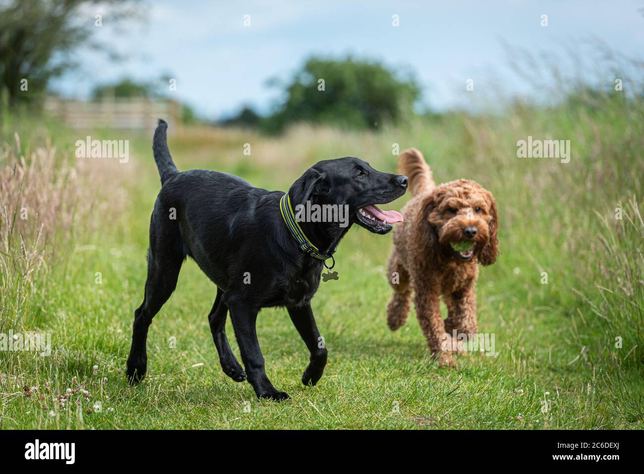 Due giovani cani che giocano insieme in un campo durante la loro passeggiata in campagna Foto Stock