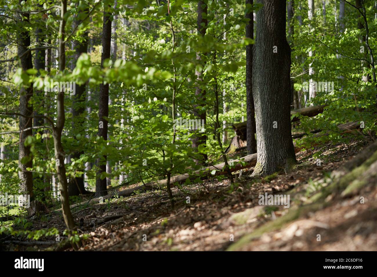 Vista panoramica della verde foresta decidua. Foresta con faggi e querce in primavera. Foto Stock