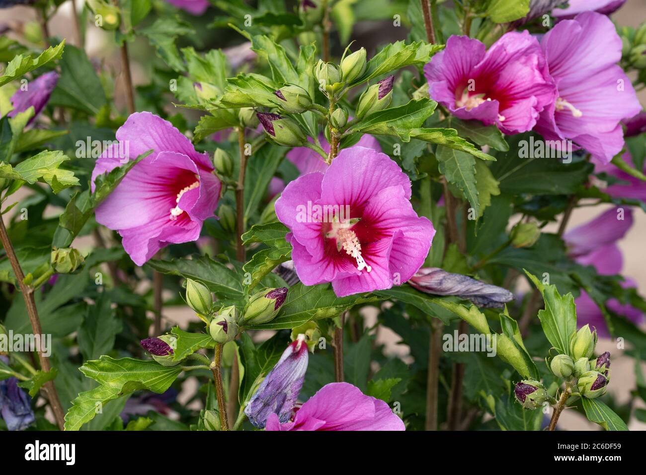 Garten-Eibisch, Ibiscus syriacus Silke, Hibiscus, Ibiscus syriacus Silke Foto Stock