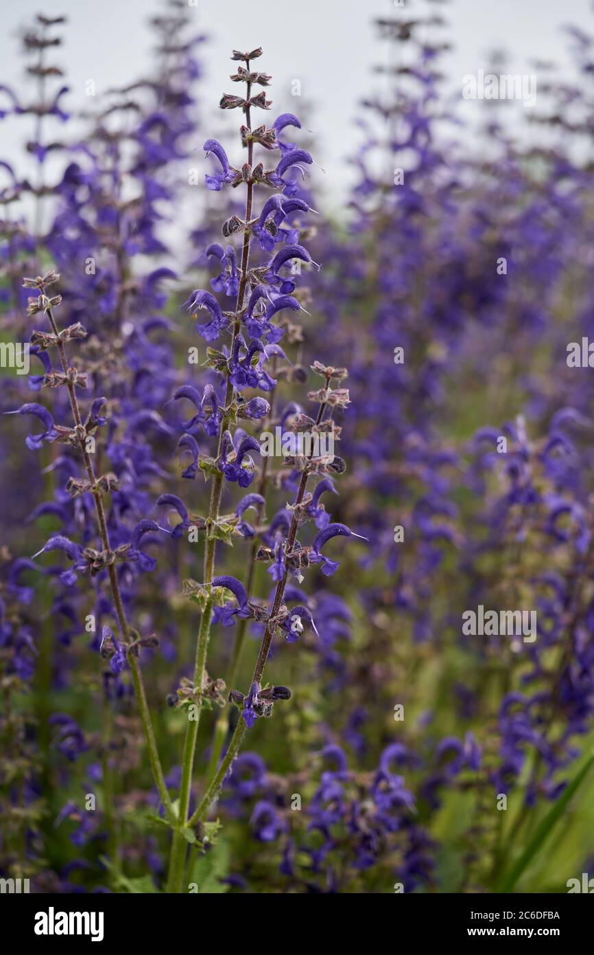 Pianta medica Salvia pratensis nel prato. Conosciuto come clary prato o salvia prato. Pianta selvaggia con fiori viola in primavera. Foto Stock
