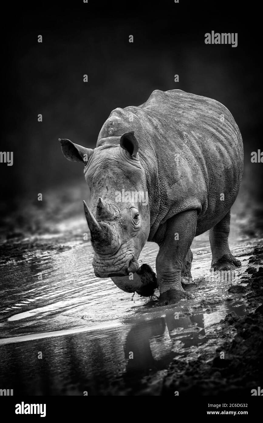 Ritratto di animali rinoceronti con un leggero angolo di visione frontale immagine monocromatica in bianco e nero Foto Stock