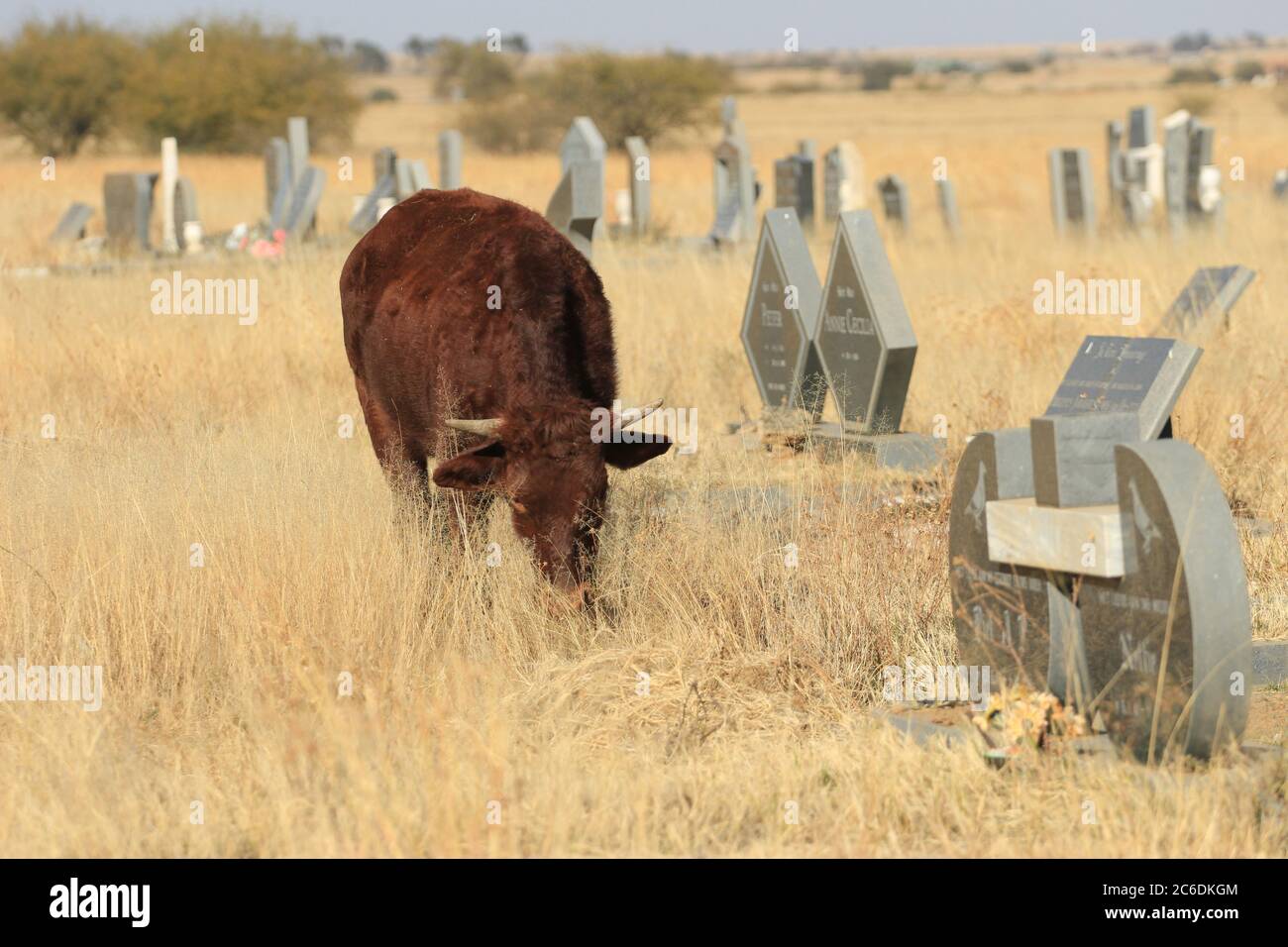 Mucche pascolo al cimitero trascurato di Bloemfontein Foto Stock