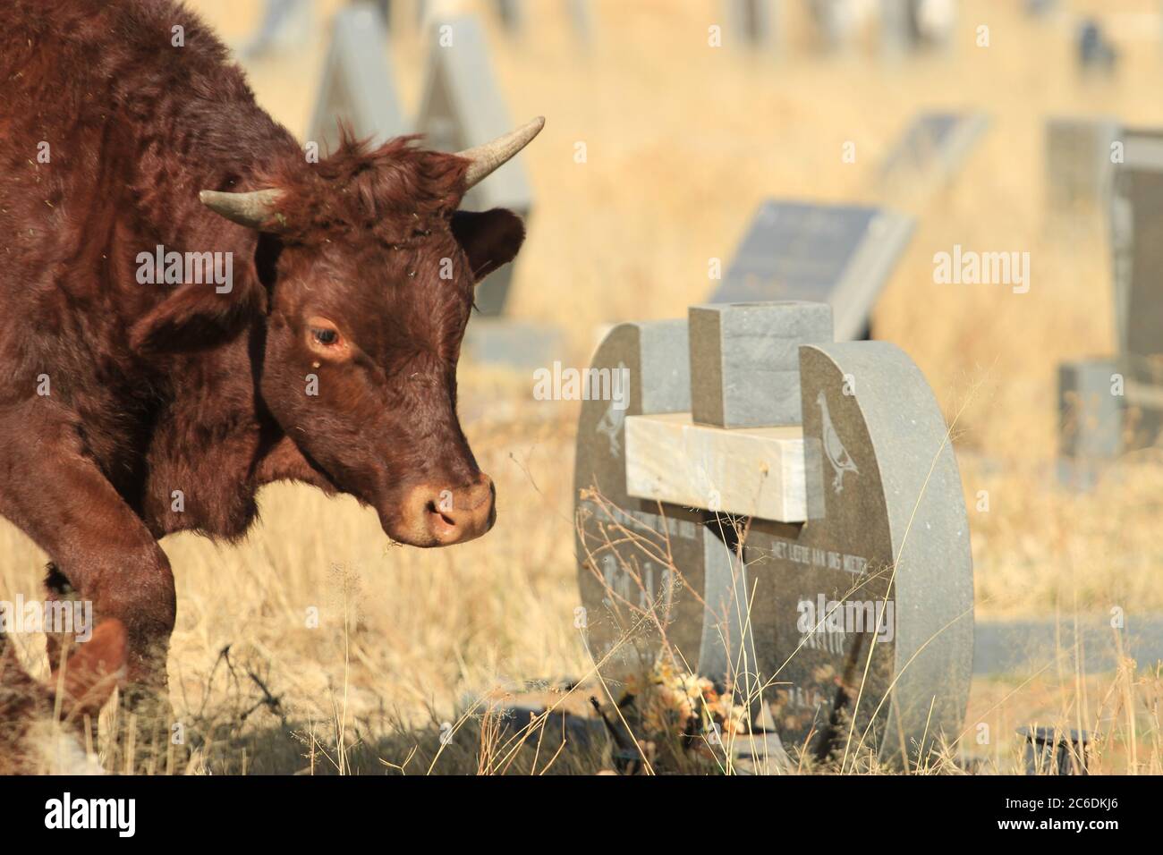 Mucche pascolo al cimitero trascurato di Bloemfontein Foto Stock