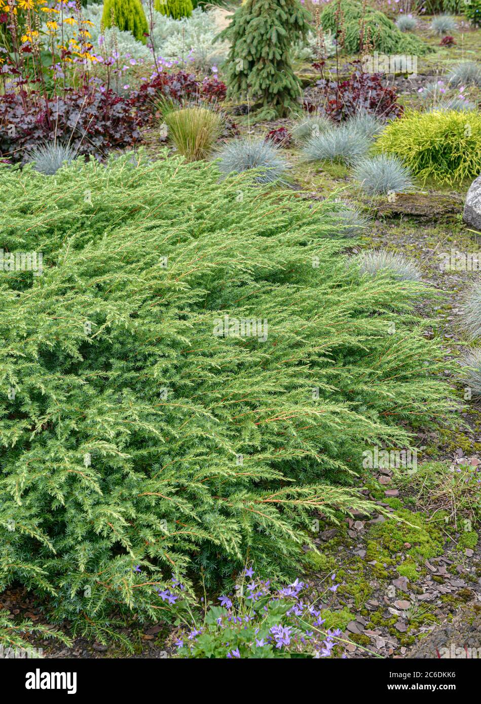 Sachalin-Kriech-Wacholder, Juniperus rigida Schlager, ginepro sachalin-creeping, ginepro ginepro gineperus rigida hit Foto Stock